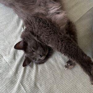 Meet your Posher, Elizabeth